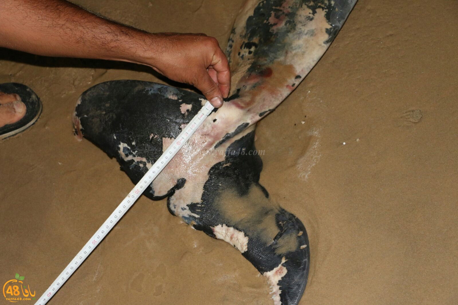 Ma3had dolphine (3).jpg